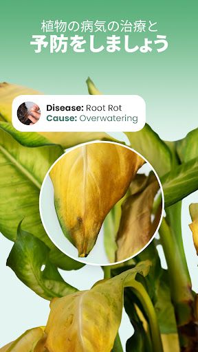 Blossom - 植物や花の名前を認識しましょう スクリーンショット